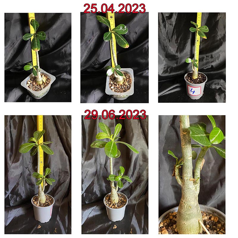 Wstenrose Anzucht - Seite 9 - www.bonsai-fachforum.de
