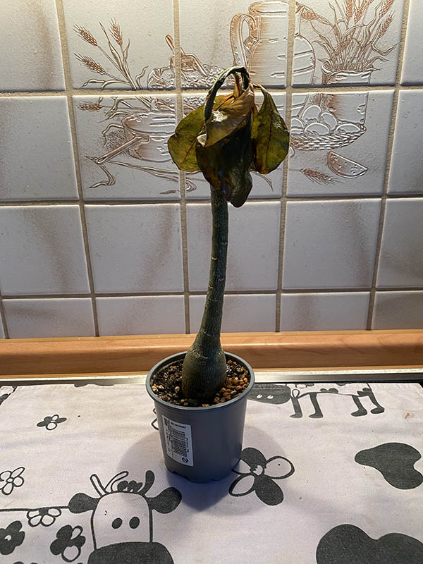 Wstenrose Anzucht - Seite 10 - www.bonsai-fachforum.de