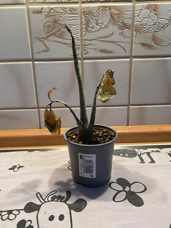 Wstenrose Anzucht - Seite 10 - www.bonsai-fachforum.de
