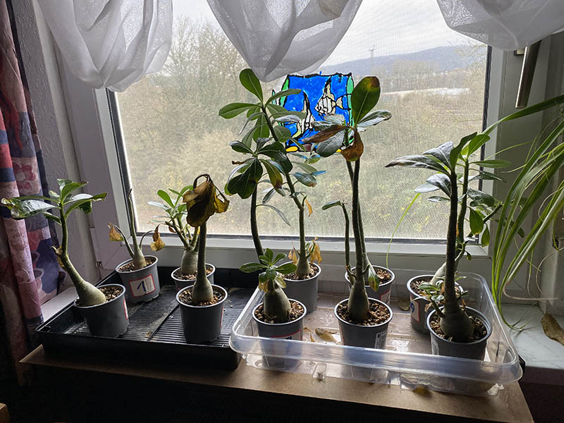 Wstenrose Anzucht - Seite 10 - www.bonsai-fachforum.de