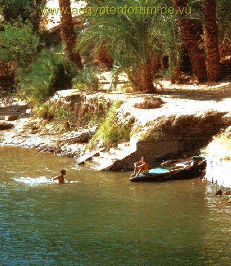 Wasserratten im Nil