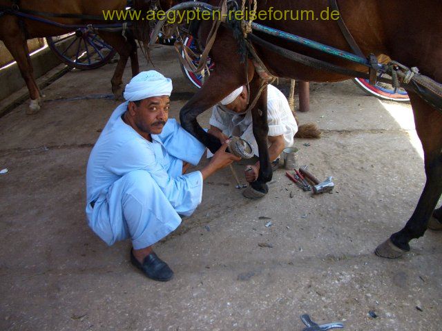 Pferdestation.-Luxor