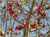 Bombax Ceiba - Roter Seidenwollbaum in Assuan