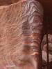 Petra / Jordanien Petra / Jordanien