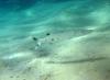 Schnorcheltraum Lahami-Bay Schnorcheltraum Lahami-Bay