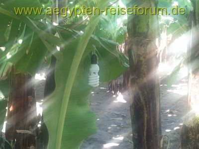 Energiesparen im Bananenfeld