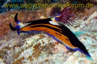 Rotmeernembrotha