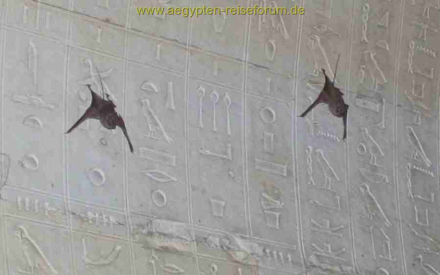 Fledermaus Hieroglyphe
