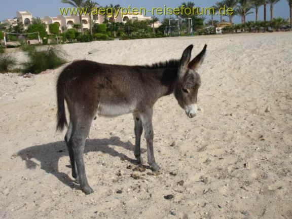 Flamenco Beach Resort