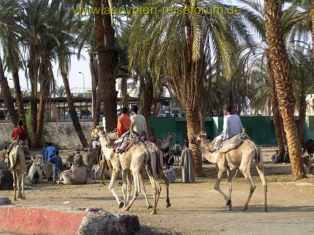 Gaziret el Beirat  Luxor Westbank