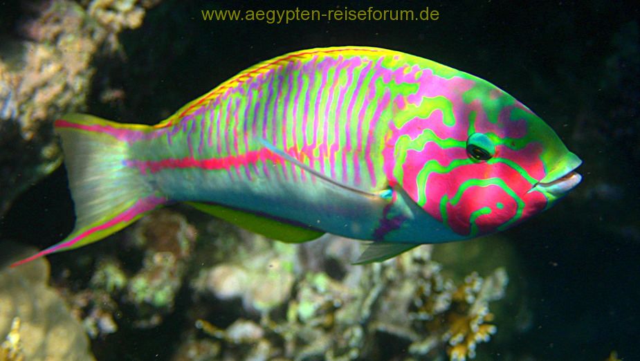 Rotmeer-Junker (Coraya Bay, Marsa Alam)