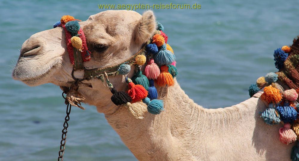 Bunte Bommeln