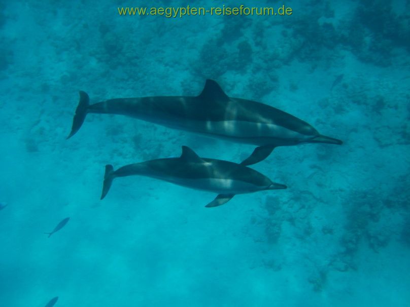 Dolphinhouse