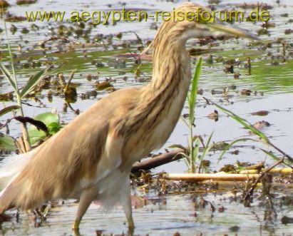Wasservogel am Nil