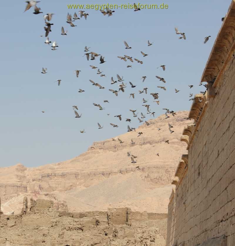 Tempel der Tauben ......... Medinet Habu :-)