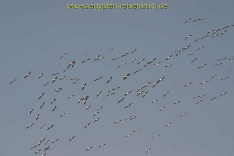 Soooo viele Störche hatte ich nie zu vor gesehen.