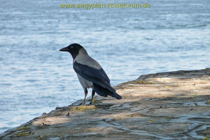 Nilblick