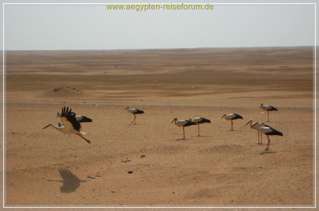 Störche in der Nähe von Ras Gharib