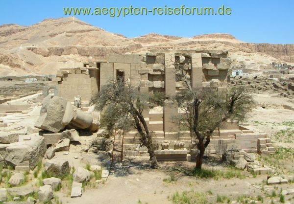 Die Bäume von Ramses :D