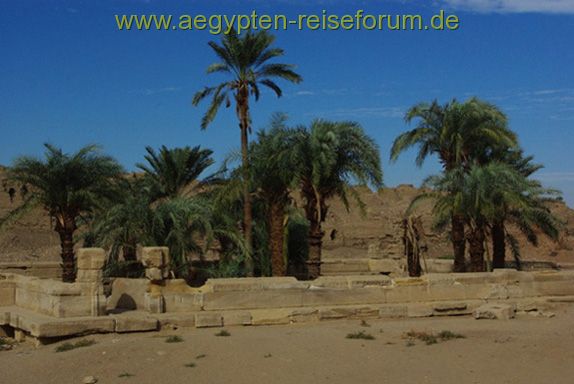 Bäume wachsen aus dem heiligen See in Dendera
