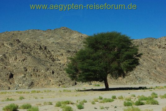 Ein Baum in der Wüste