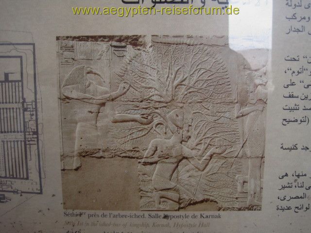 Ischedbaum im Ramesseum