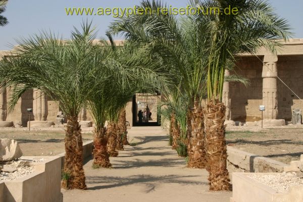 Baumallee nach altem Vorbild