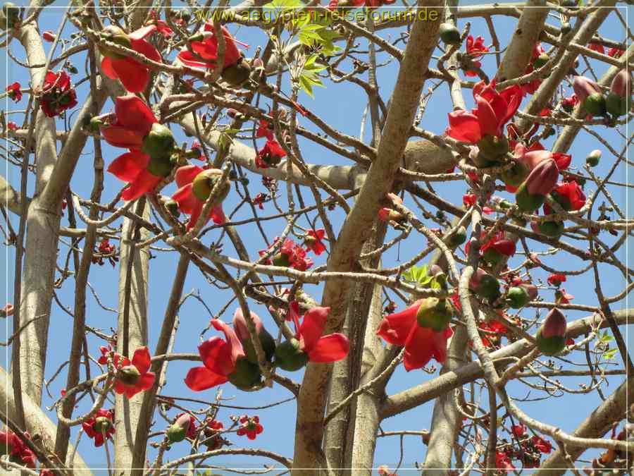 Bombax Ceiba - Roter Seidenwollbaum in Assuan