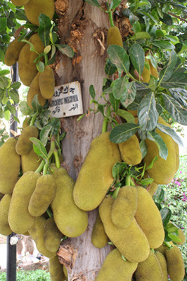 Im botanischen Garten auf Elephantine