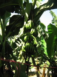 Auf der Bananeninsel