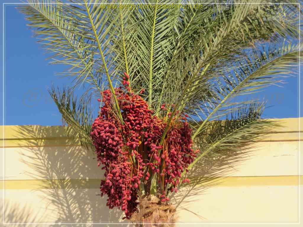 Reife Datteln in Hurghada