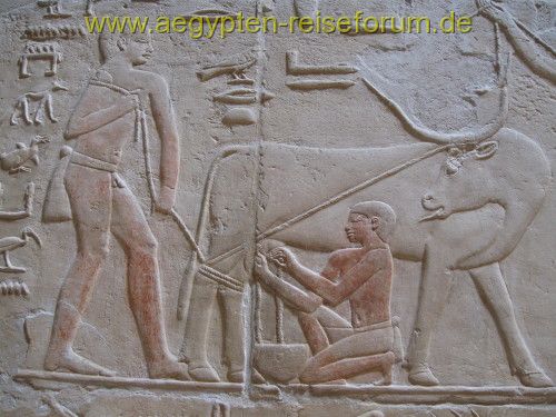 Aus dem Grab des Kagemni