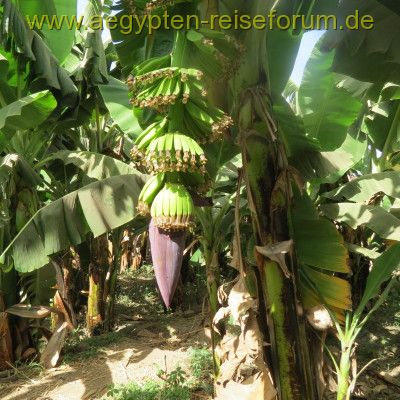 Bananenaufzucht