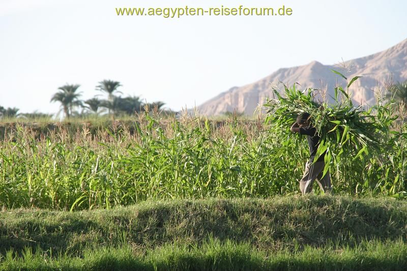 bei der Ernte