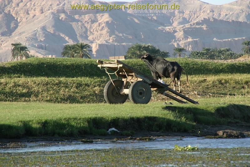 Viehanhänger zum Erntetransport