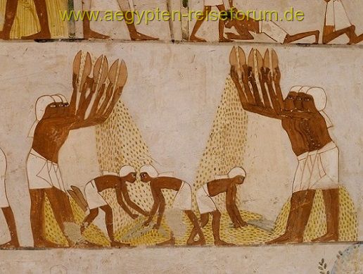 Landwirtschaft im Alten Ägypten/Grab des Menna