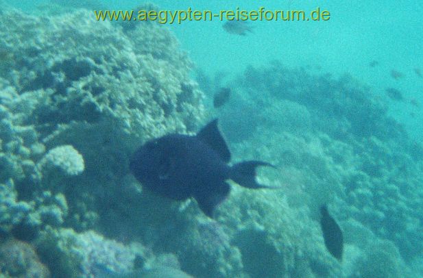 Blauer Drücker im Roten Meer