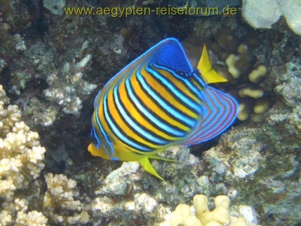 Pfauen-Kaiserfisch