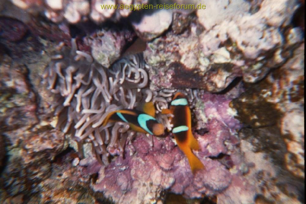 Rotmeer Anemonenfisch