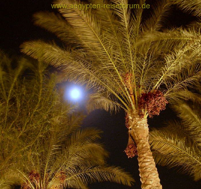 Palme im Mondschein