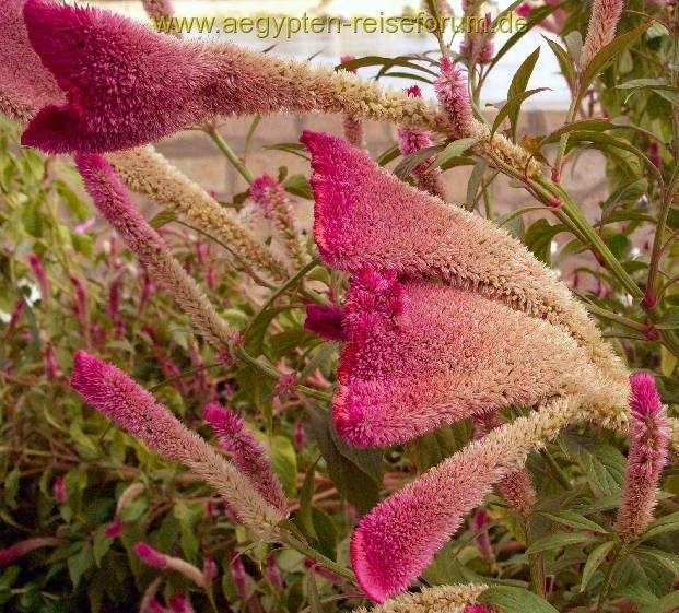 Plüschblume