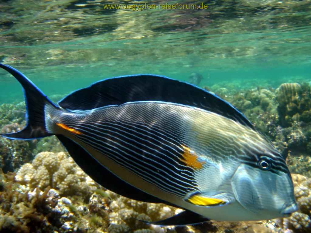 Arabischer Doktorfisch