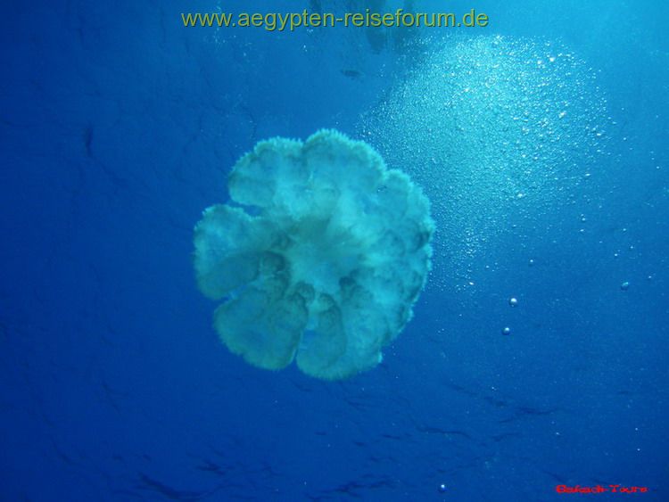 Qualle im roten Meer