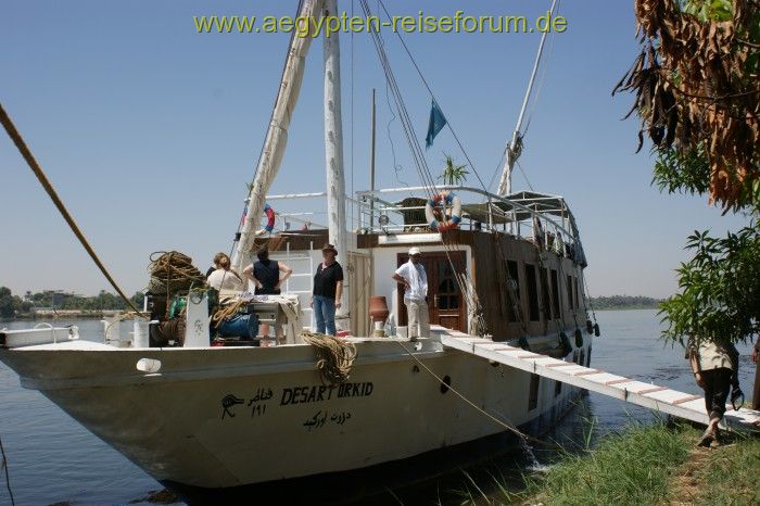 Desart Orkid - Dahabeeya / Dahabeya / Dahabiya