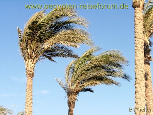 der Wind der Wind...in Ägy