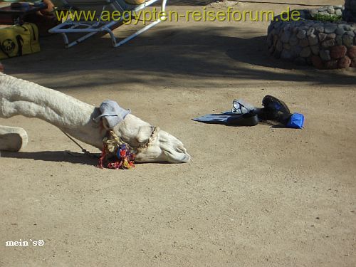 Schnorcheln macht sooooo müde