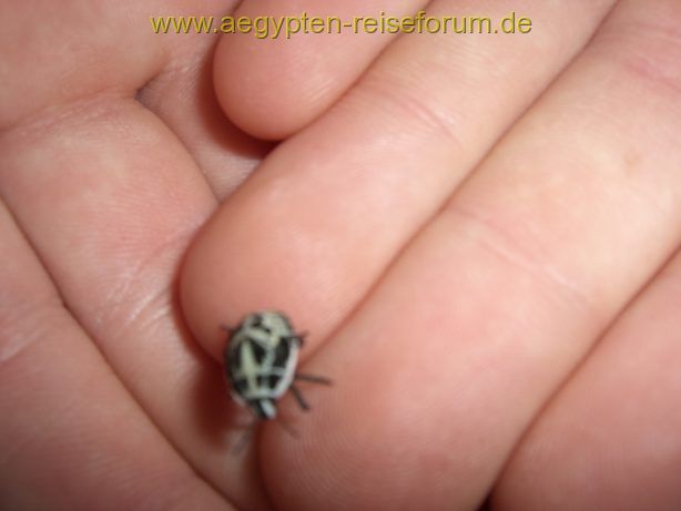Lebendiger Glücksbringer