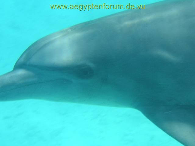 Auge in Auge mit einem Delfin