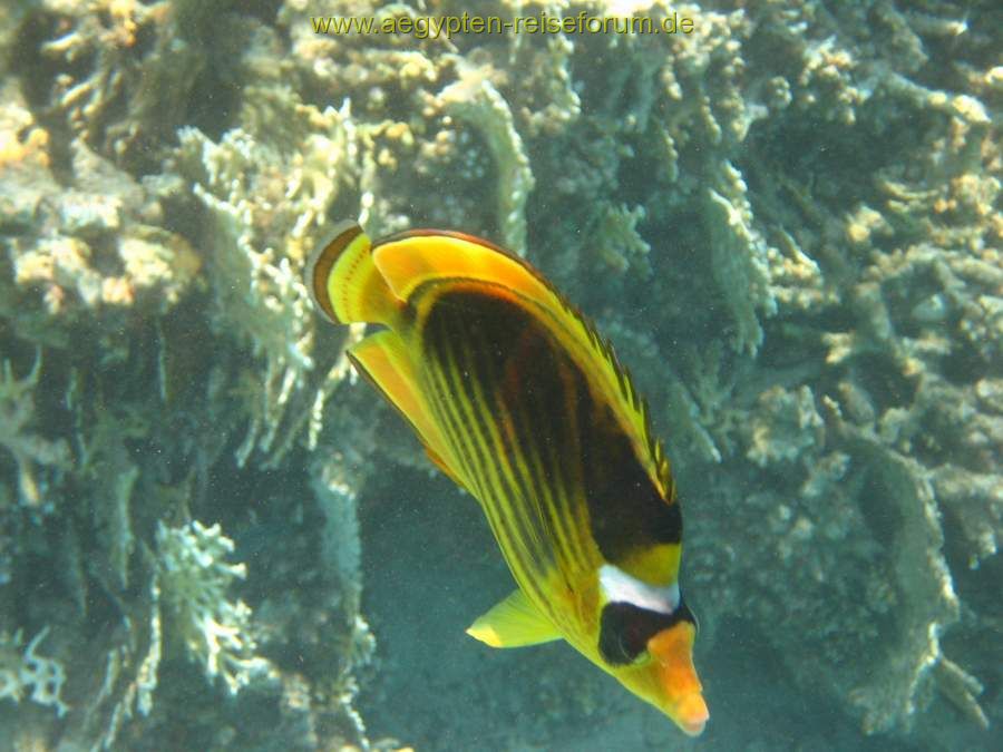 Makadi Bay 2007