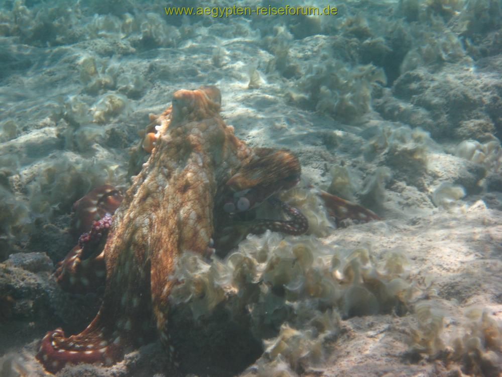 Makadi Bay 2007